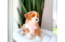 Cute Cavapoo Baby