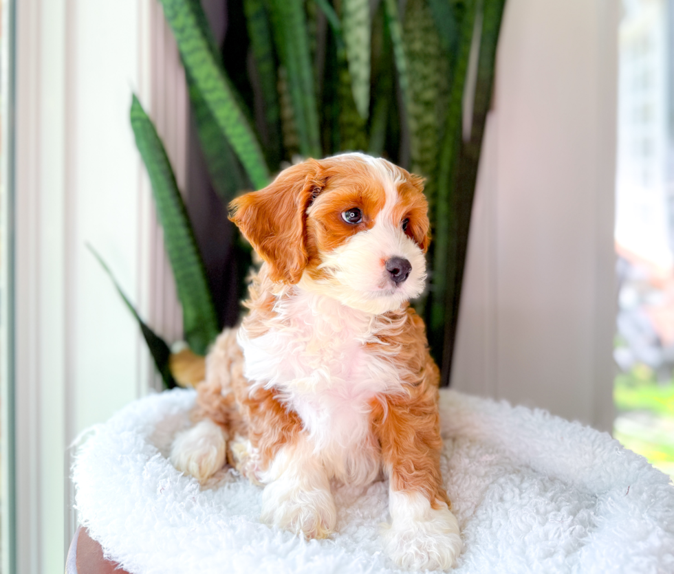 Cute Cavapoo Baby