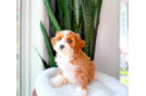 Cute Cavapoo Poodle Mix Pup