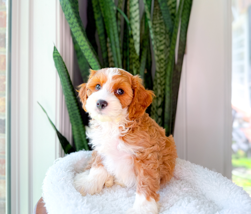 Cute Cavapoo Poodle Mix Pup