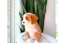 Cavapoo Pup Being Cute