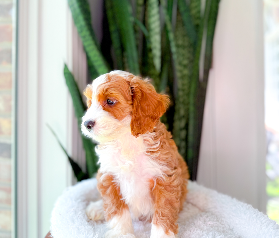 Cavapoo Pup Being Cute