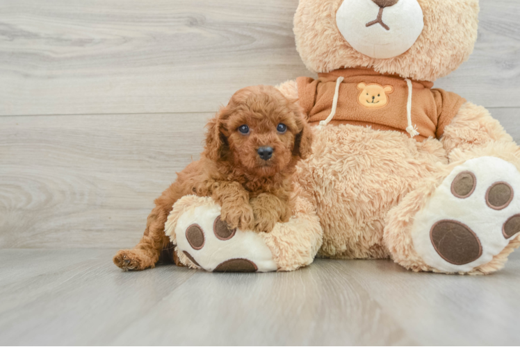 Cavapoo Puppy for Adoption