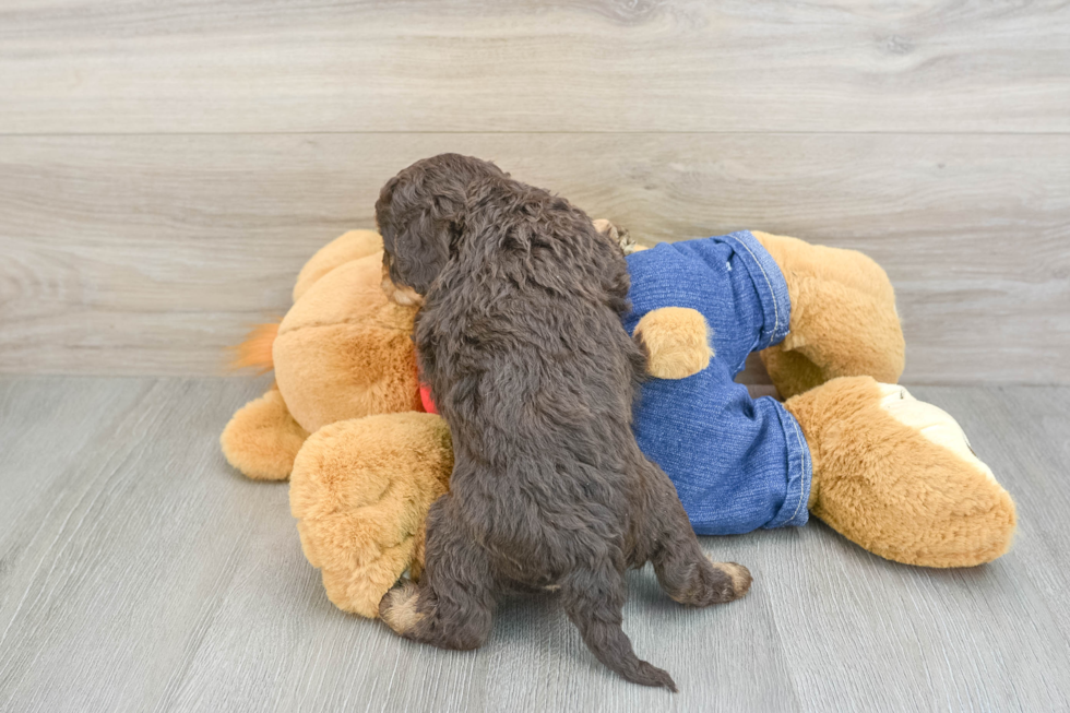 Adorable Cavalier King Charles Spaniel and Poodle Mix Poodle Mix Puppy