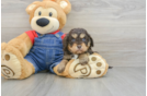 Cavapoo Puppy for Adoption