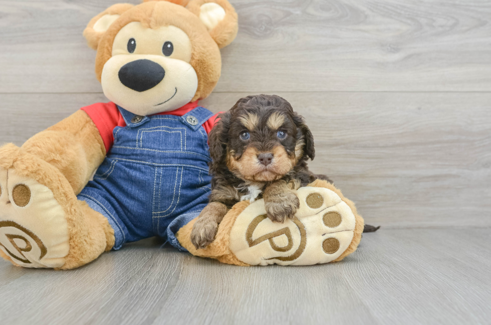 5 week old Cavapoo Puppy For Sale - Simply Southern Pups