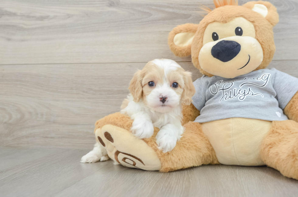 5 week old Cavapoo Puppy For Sale - Simply Southern Pups