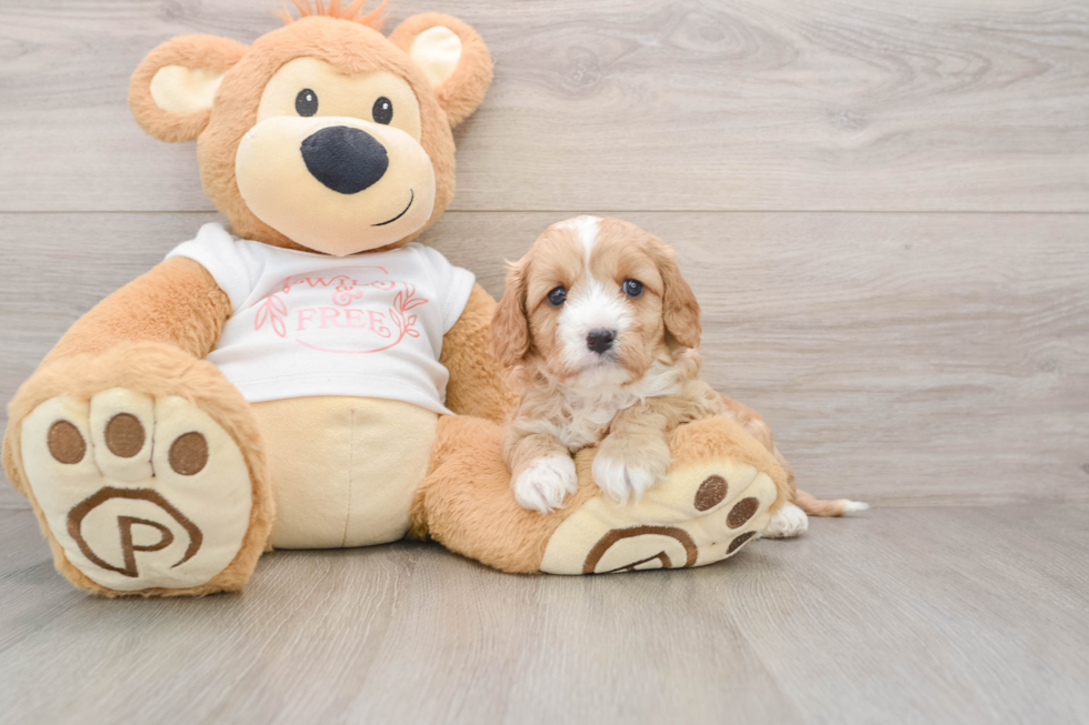 Fluffy Cavapoo Poodle Mix Pup