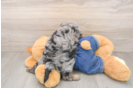 Best Cavapoo Baby