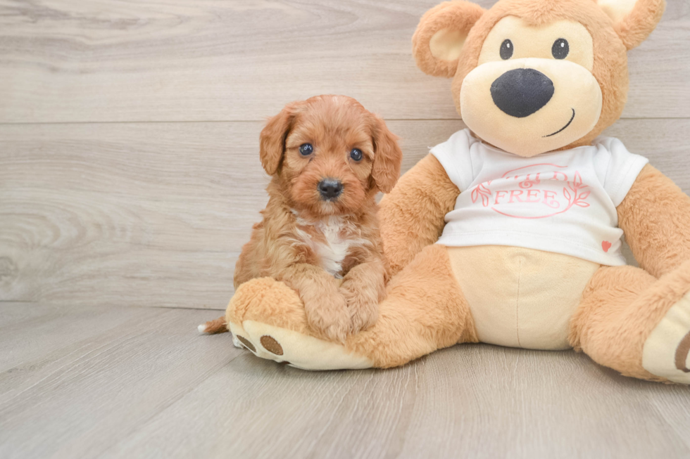 Petite Cavapoo Poodle Mix Pup