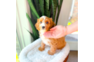 Best Cavapoo Baby