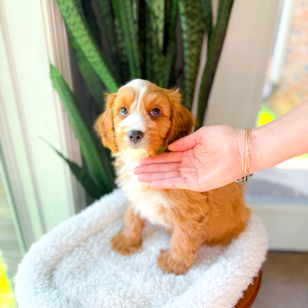 Best Cavapoo Baby