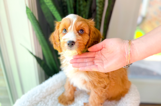 Best Cavapoo Baby