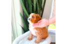 Cute Cavapoo Poodle Mix Pup