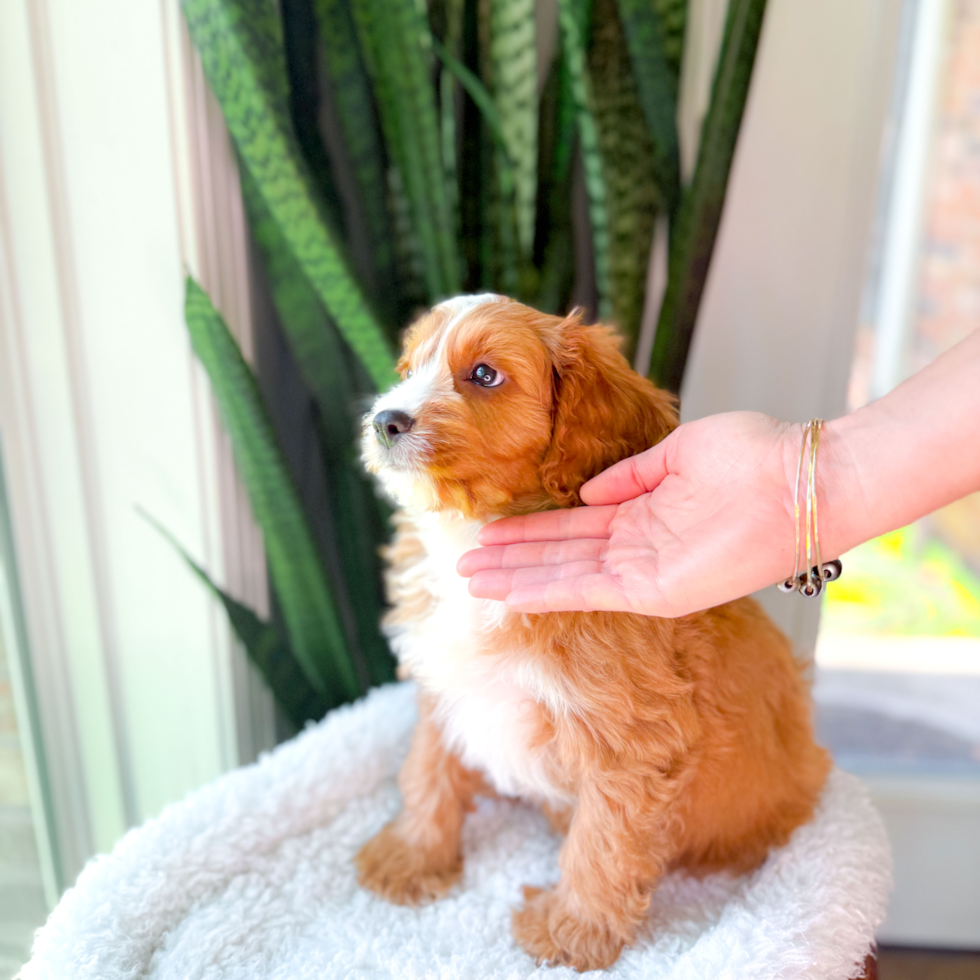 Cute Cavapoo Poodle Mix Pup