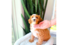 Cavapoo Pup Being Cute