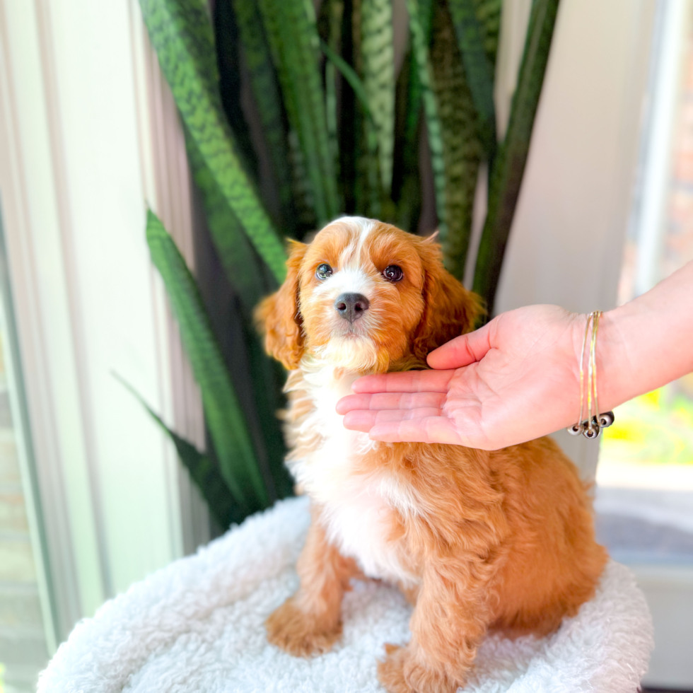 Cavapoo Pup Being Cute