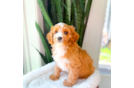 Cute Cavadoodle Poodle Mix Puppy