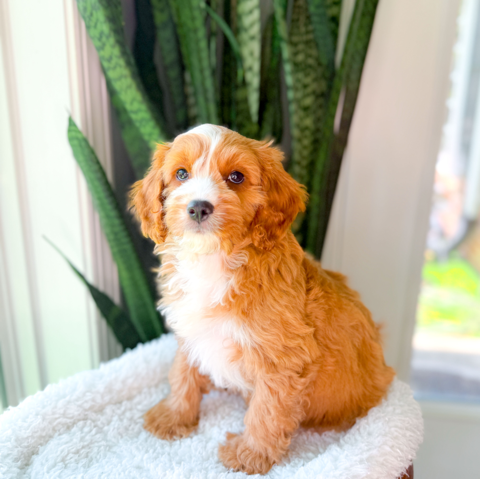 Cute Cavadoodle Poodle Mix Puppy