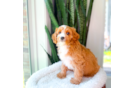 Cute Cavapoo Poodle Mix Pup