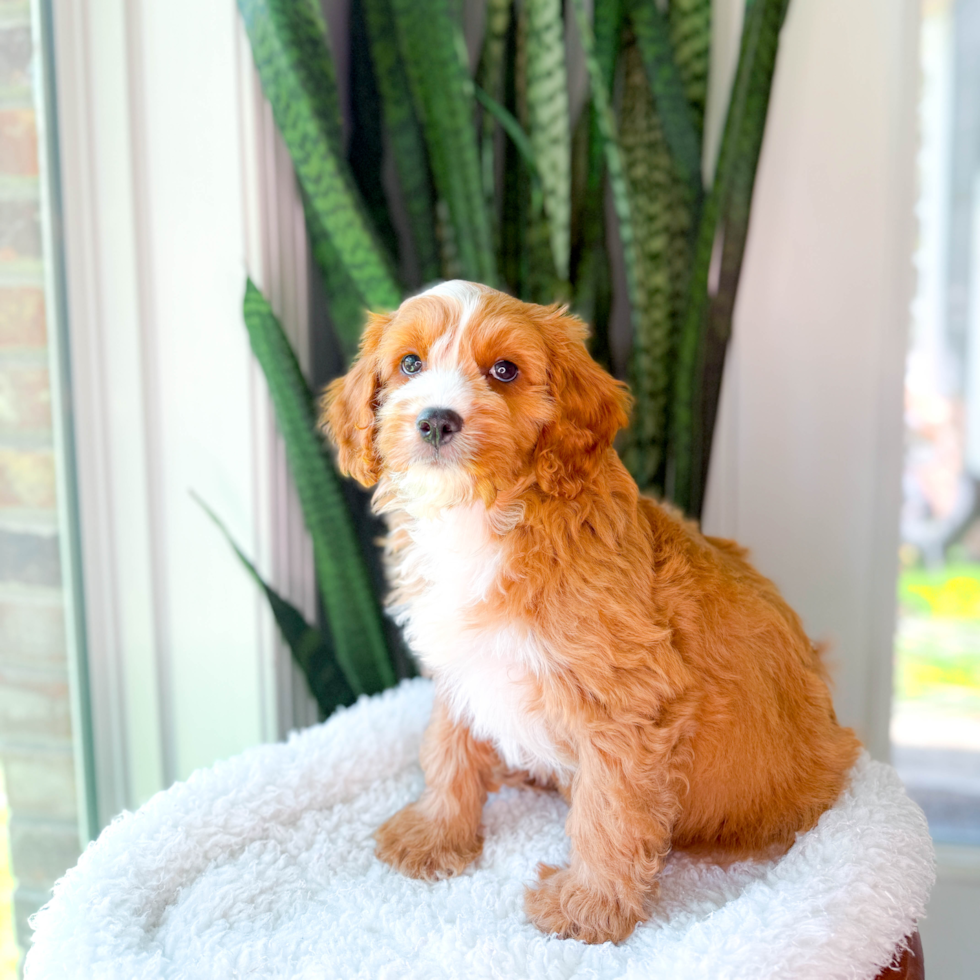 Cute Cavapoo Poodle Mix Pup