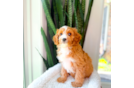 Cute Cavapoo Baby