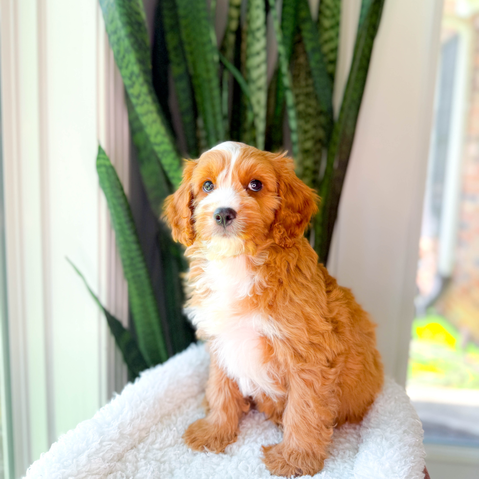 Cute Cavapoo Baby