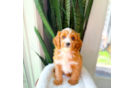 Cavapoo Pup Being Cute