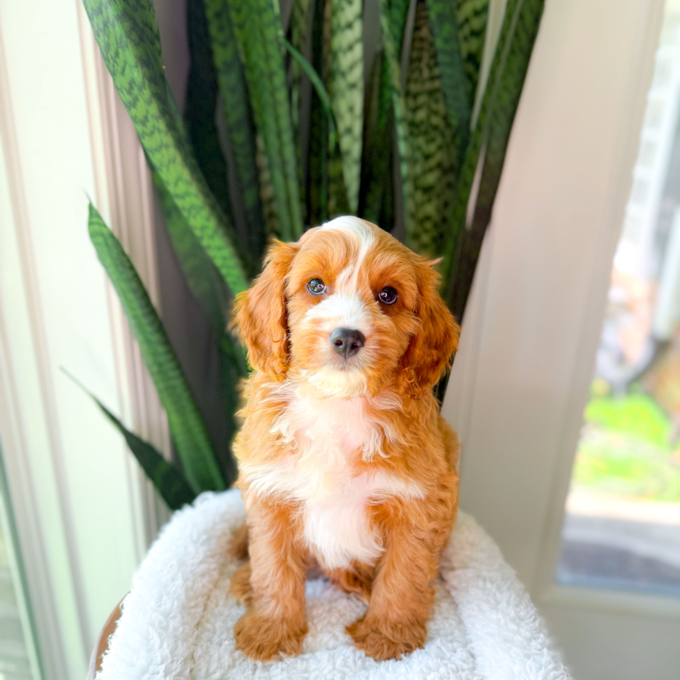 Cavapoo Pup Being Cute
