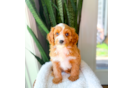 Best Cavapoo Baby