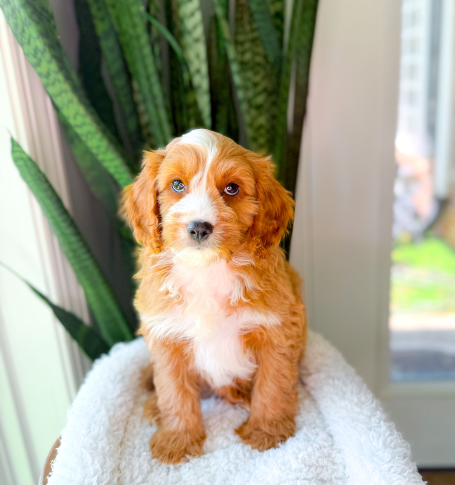 Best Cavapoo Baby