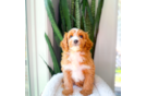 Cute Cavalier King Charles Spaniel and Poodle Mix Poodle Mix Puppy
