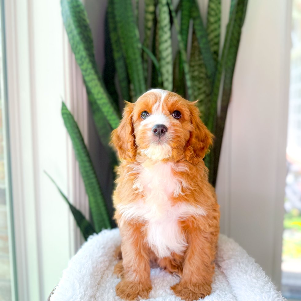 Cute Cavalier King Charles Spaniel and Poodle Mix Poodle Mix Puppy