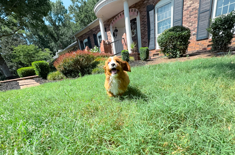 11 week old Cavapoo Puppy For Sale - Simply Southern Pups