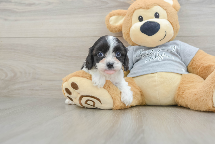 Best Cavapoo Baby
