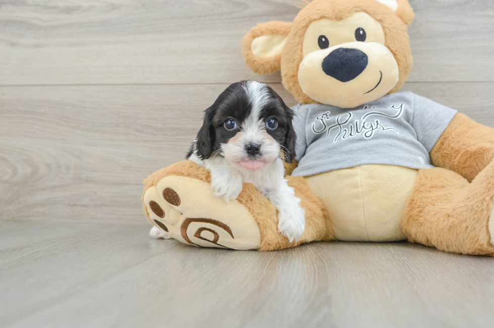 5 week old Cavapoo Puppy For Sale - Simply Southern Pups