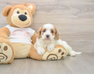 8 week old Cavapoo Puppy For Sale - Simply Southern Pups