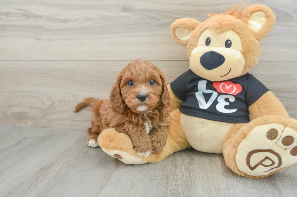 6 week old Cavapoo Puppy For Sale - Simply Southern Pups