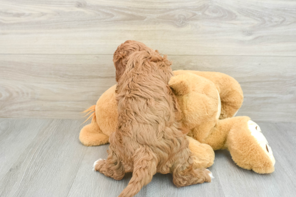 Smart Cavapoo Poodle Mix Pup