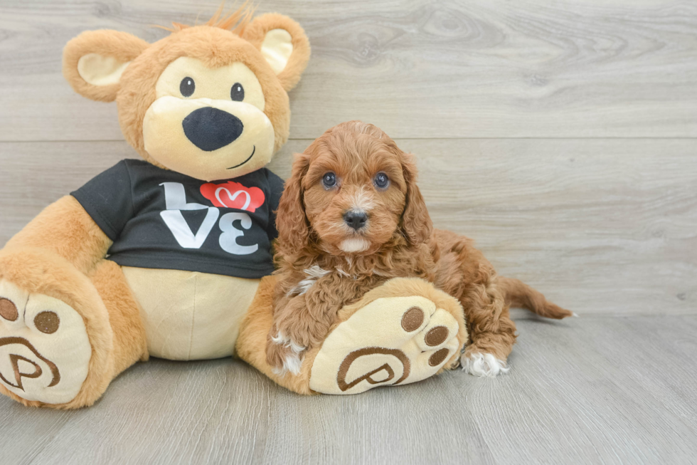 Cavapoo Puppy for Adoption