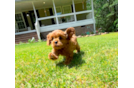 Cavapoo Pup Being Cute