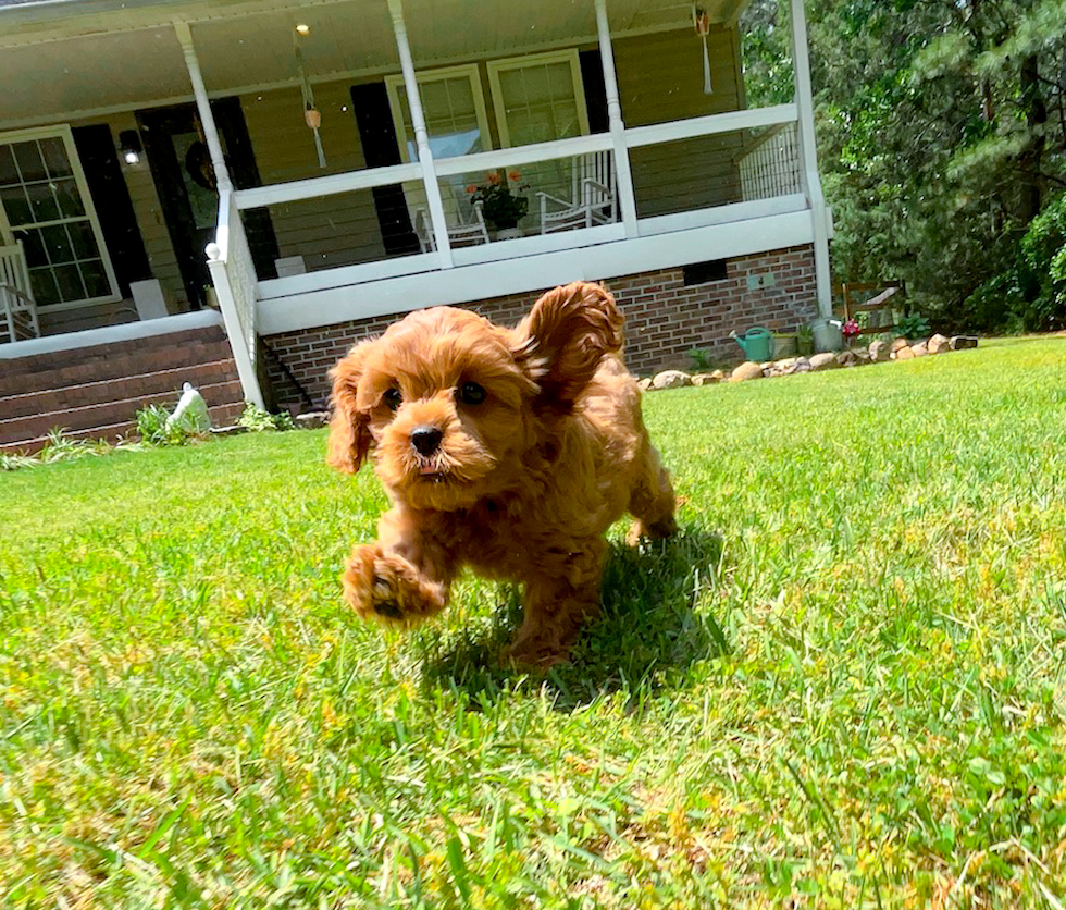 Cavapoo Pup Being Cute