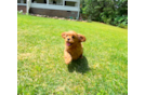 Cute Cavapoo Baby