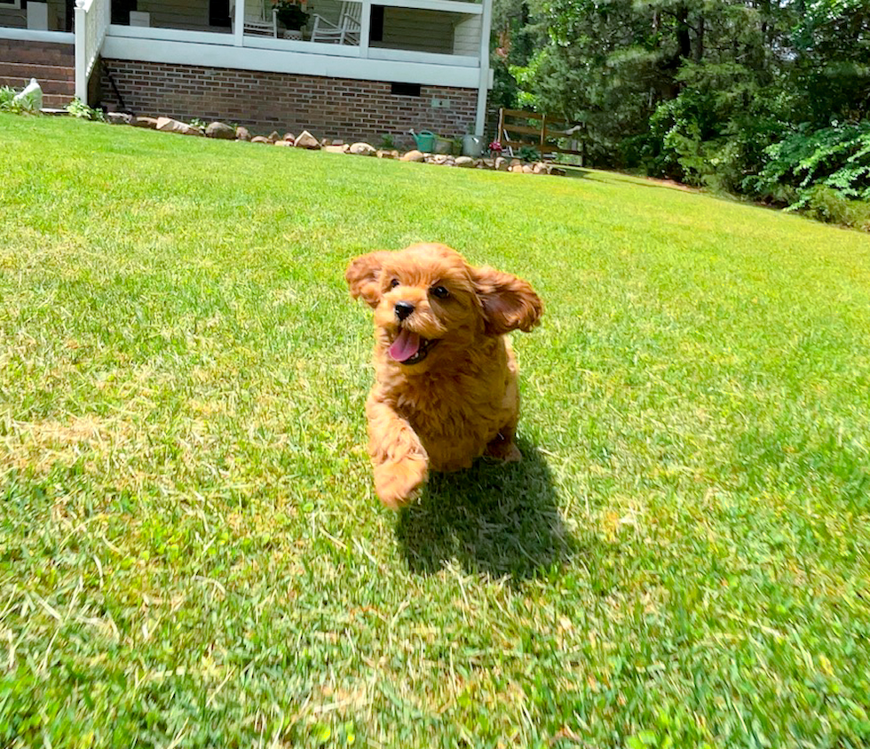Cute Cavapoo Baby
