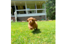Cute Cavalier King Charles Spaniel and Poodle Mix Poodle Mix Puppy