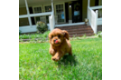 Cute Cavapoo Poodle Mix Pup