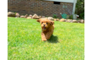 Cute Cavapoodle Poodle Mix Puppy