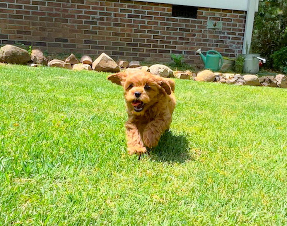 Cute Cavapoodle Poodle Mix Puppy