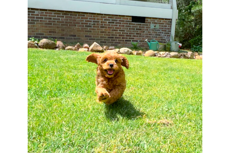 Cute Cavapoo Poodle Mix Pup