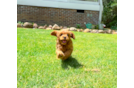 Cute Cavapoo Poodle Mix Pup